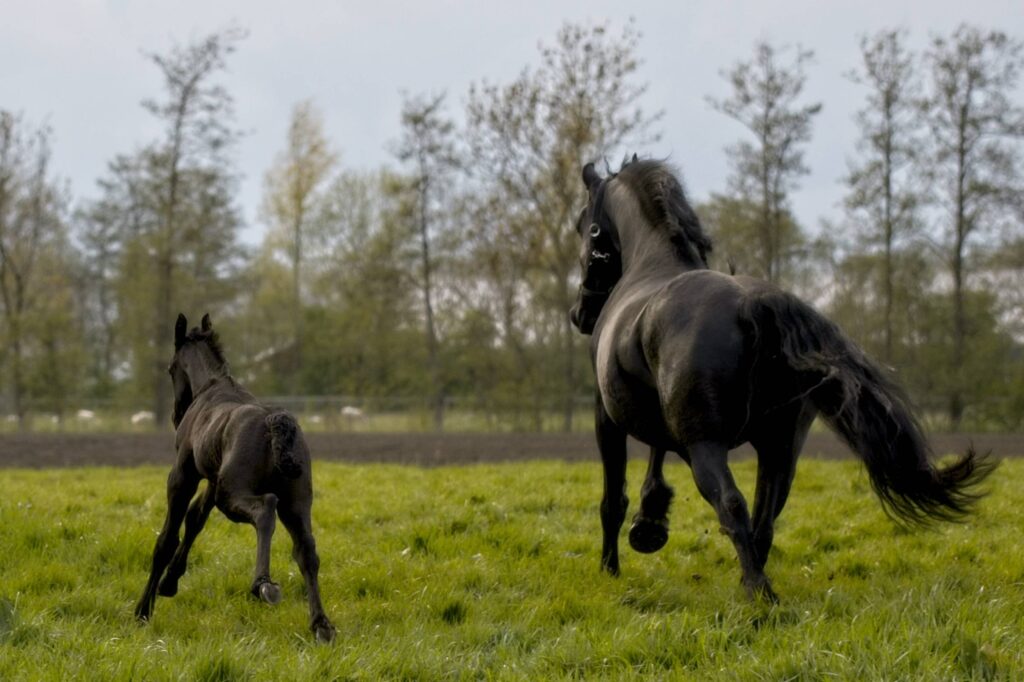 Jong paard leert samenwerken met je familie